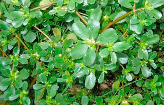 أطعمة ونبات معروف يدمر خلايا الورم الخبيث «السرطان» نهائيا.. اتفرج ماهي