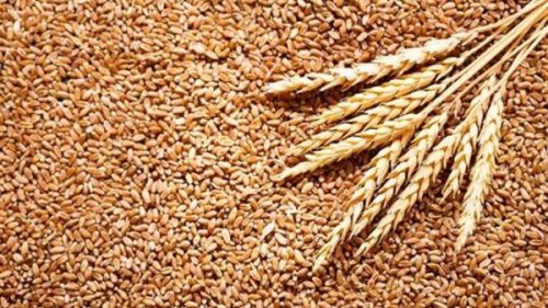 بكام النهارده .. سعر طن الأرز الشعير اليوم الثلاثاء 10/9/2024 الرفيع والعريض في مصر