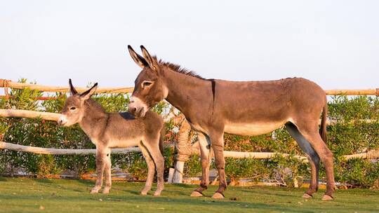 اتفرج ضبط كميات كبيرة من لحوم الحمير بطريقها للمطاعم في هذه الدولة العربية