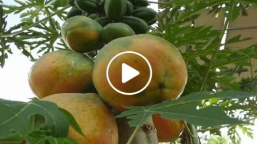 مزارع فقير ينجح فى زراعة فاكهة نادرة ويحقق أرباح هائلة تقدر بآلاف الدولارات .. وقع علي كنز ابن المحظوظة