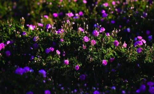 توجهات جديدة للمملكة العربية السعودية في مجال زراعة الورد