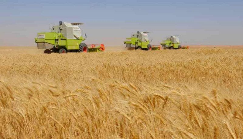 : مصر تبرم واحدة من أكبر صفقات شراء القمح على الإطلاق