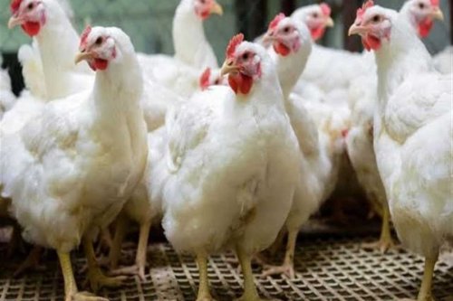 الفراخ هتغلى أكتر.. رئيس شعبة الدواجن يكشف عن مفاجأة قادمة في أسعار الفراخ
