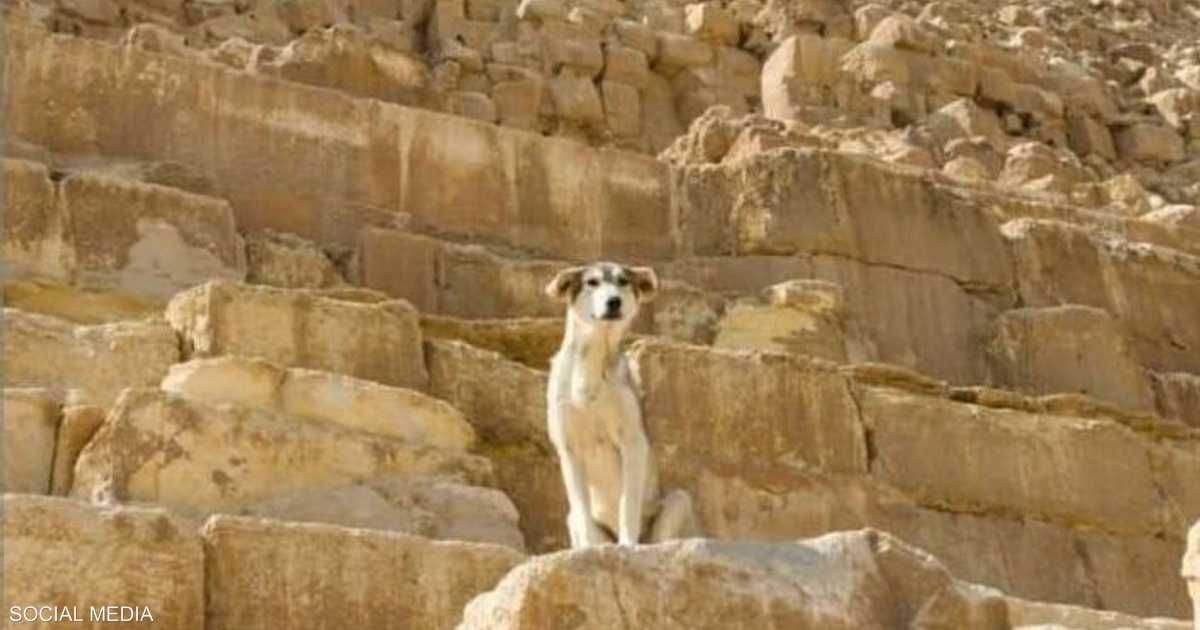 العالم اليوم - يركض وينبح.. فيديو "كلب الهرم" يحصد أكثر من مليون مشاهدة