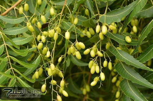 هتغير حياتك 180 درجة !! طريقة جبارة وبسيطة.. ملعقة واحده من هذه العشبة المعجزة ستنهي كل اوجاعك مهما كانت .. اوراق هذه الشجرة هدية ربانية سحرية