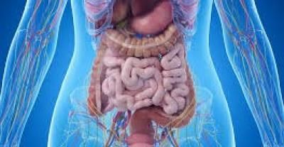 أخبار اليمن : 3 أطعمة لتحسين صحة الأمعاء.. طبيب ينصح