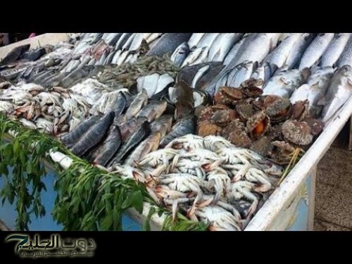 الآن أسعار السمك اليوم بسوق العبور ( جميع الأنواع) للمُستهلك بجميع الأسواق المحلية .. أسعار الجمبري اليوم