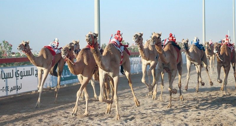 ختام منافسات المحطة الثالثة من سباقات الهجن الأهلية بولاية أدم