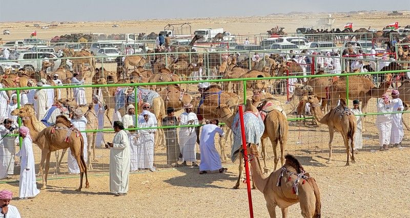انطلاق مسابقة المزاينة بولاية ثمريت
