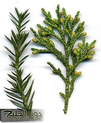عشبة مهملة..تخلصك من الكوليسترول العالي..تنظف الكبد من السموم وتطرد الحصوات من الكلى..تعرف عليها!