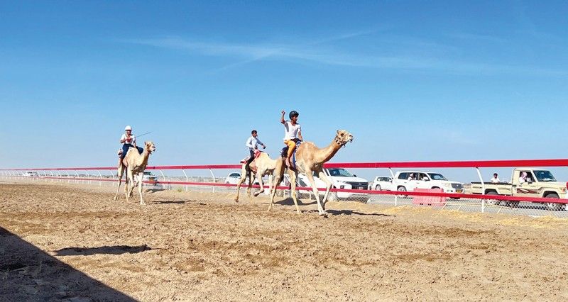 تواصل منافسات سباق الهجن الأهلية بميدان الفليج