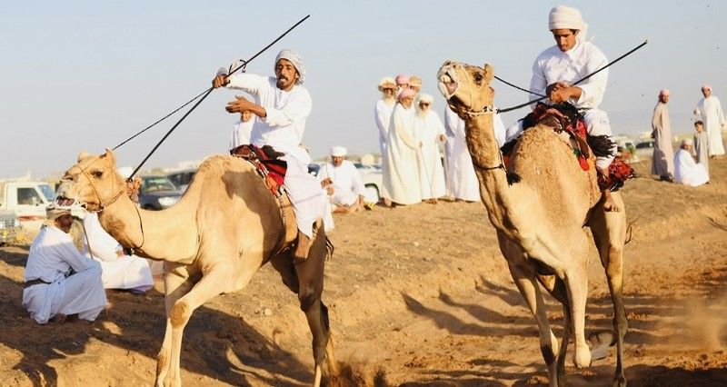 ختام فعاليات سباقات عرضة الهجن العربية الأصيلة ببدية