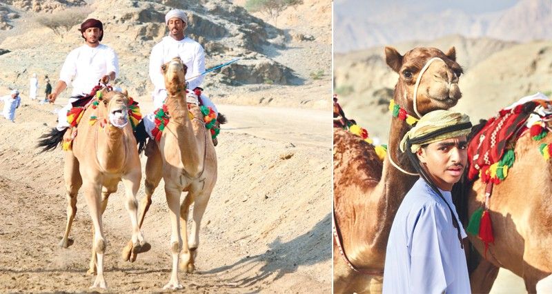 عرضة للهجن بولاية العامرات بمشاركة 100 ناقة