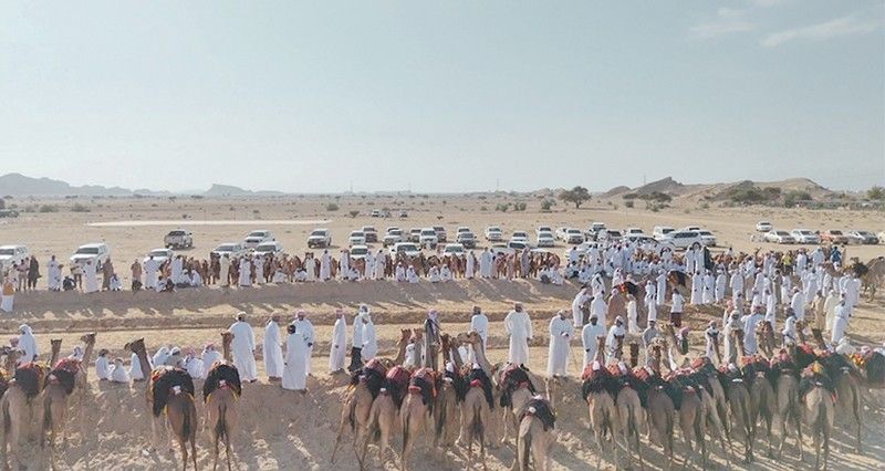 أكثر من 150 ناقة تشارك فـي عرضة الهجن بالبريمي