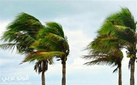 تفسير الرياح في الحلم رؤية الريح في المنام