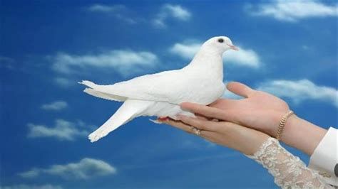 تفسير الحمام في الحلم رؤية الحمام في المنام
