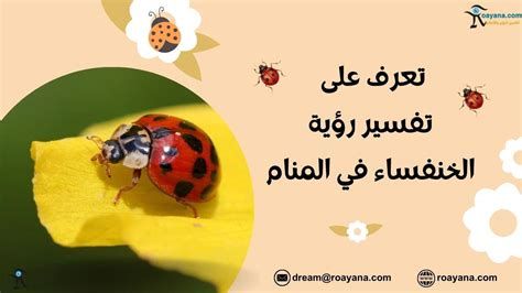 تفسير الخنفساء في الحلم رؤية خنفساء في المنام