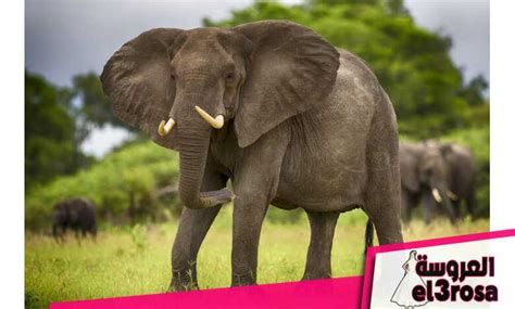 تفسير السحلية في الحلم او رؤية سحلية في المنام