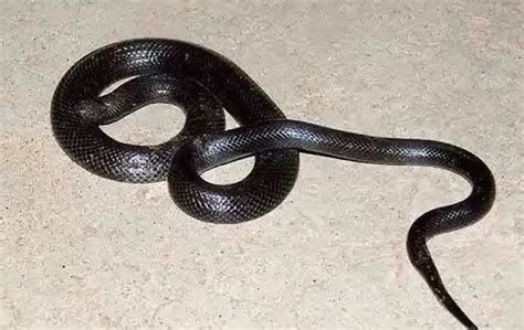 تفسير الثعلب في المنام لابن سيرين