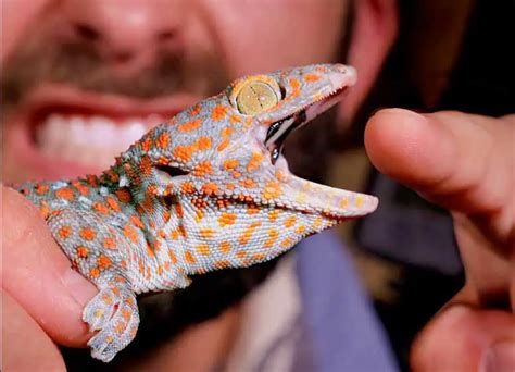 تفسير السحلية في الحلم او رؤية سحلية في المنام