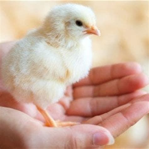 تفسير الدجاج في الحلم و شراء الدجاج في المنام