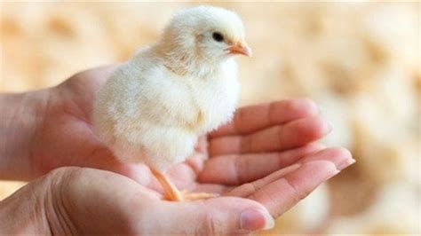 تفسير الدجاج في الحلم و شراء الدجاج في المنام