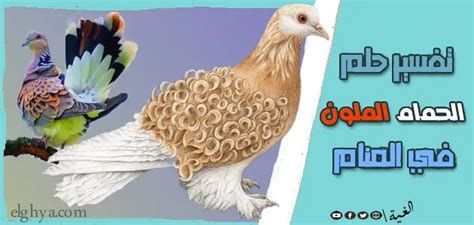 تفسير الحمام في الحلم رؤية الحمام في المنام