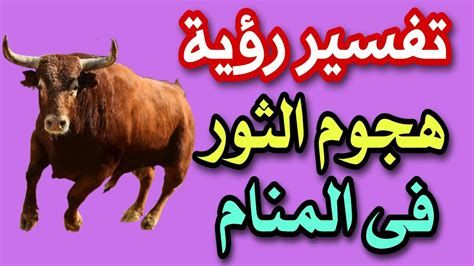 تفسير الثور في المنام وحلم هجوم الثور الهائج