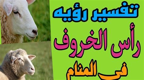 تفسير الباجة في المنام رأس الخروف المطبوخ في الحلم