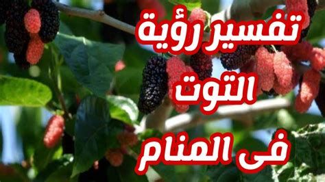 تفسير التوت في الحلم للامام الصادق رؤية التوت في المنام