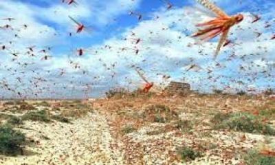 أخبار اليمن : تحذير أممي من غزو قادم للجراد في اليمن