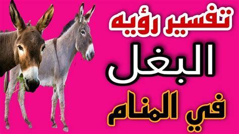 تفسير البغل في الحلم رؤية البغل في المنام