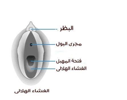 الغشاء الهلالي أين تقع فتحة الحيض