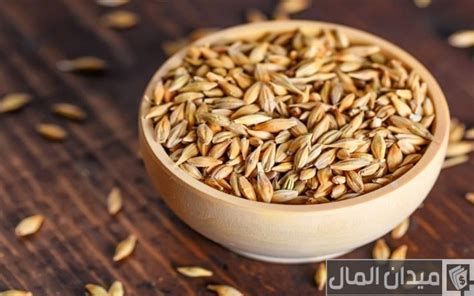 الفرق بين القمح والشعير بالصور