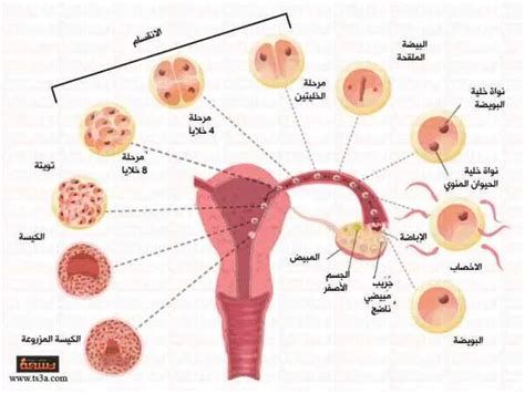 العرق والحمل
