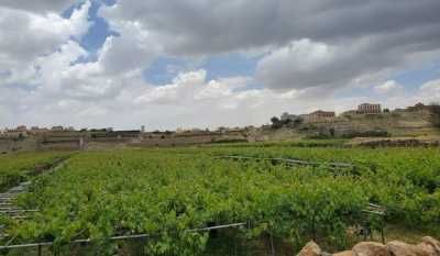 أخبار اليمن : موجة صقيع جديدة تضرب اليمن.. والشوافي يحذر