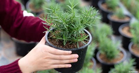 استخدامات الروزمارى الأخضر