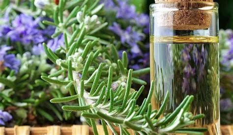 استخدامات الروزمارى الأخضر