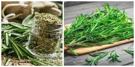 استخدامات الروزمارى الأخضر