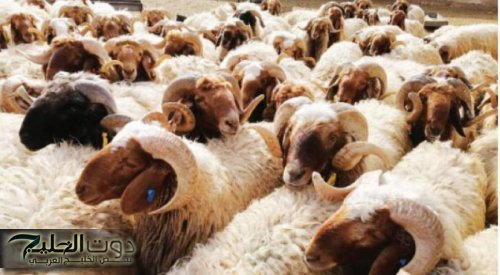 استئناف تصدير الأغنام الأردنية