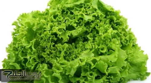 "العشبة المعجزة في كل بيت" تنظف الكبد وتضبط الكولسترول وتعالج الزكام والسعال وحل جذري للروماتيزم في دقائق!