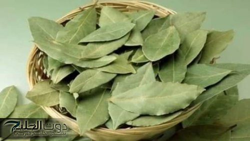 "طبيب امريكي يكشف سرها!"… استخدمات مذهلة لعشبة ورق الغار مستحيل تخطر على بالك.. هتتصدم لما تعرف!!