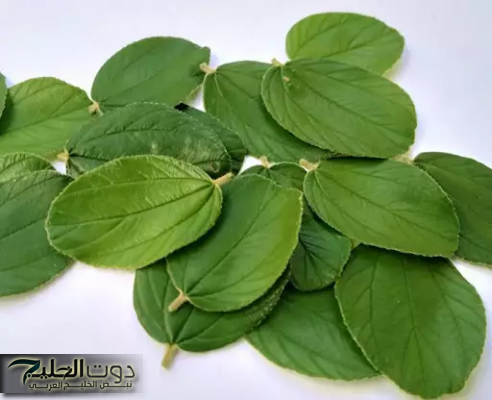 "محدش عايزك تعرفيها!".. عشبة من مطبخك هترجعك شابة تاني وهتصغرك 20 سنة... هتقولي ياريتني كنت عرفتها من زمان!!؟