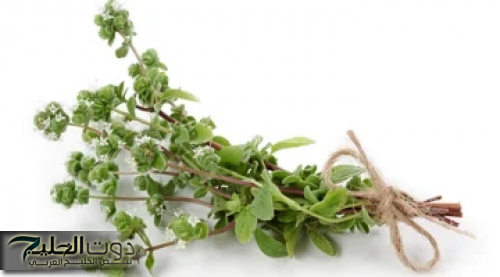 مشروب سحري أذهل علماء العالم!!.. كوب واحد منه هيخلي الذاكرة ناار عشبة واحدة تقضي على النسيان والزهايمر وتنشط الذاكرة وتساعد على التركيز!! نتيجة مذهلة من أول استخدام