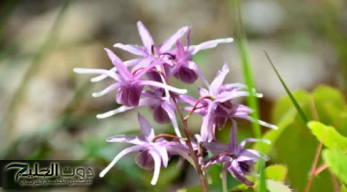 جوزك مش هشوف غيرك؟!.. عشبة ربانية جبارة لزيادة الرغبة بين الزوجين أقوى من الحبة الزقاء هتخلي جوزك زي الحصان!!!