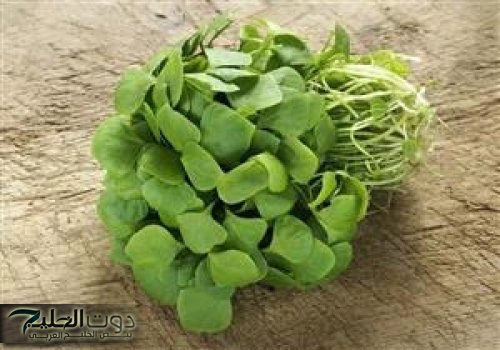 «عشبة رائعة برائحة الجنة» السر الذي يعيد لك الشباب حتى بعد سن الـ70.. ياريتني عرفتها من زمان!