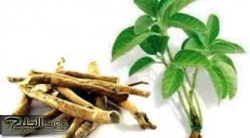 "بذور العشبة السحرية هترجعك شباب مهما كان عمرك فوق السبعين.. وكنز لعلاج أمراض كتير!"