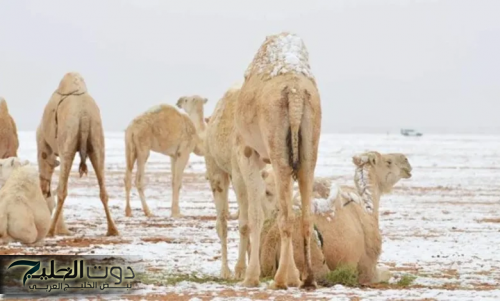 تحذيرات من أول موجة برد قارسة بالسعودية تضرب 7 مناطق غدًا فجرًا مع تسجيل درجات حرارة صفرية في ذروتها