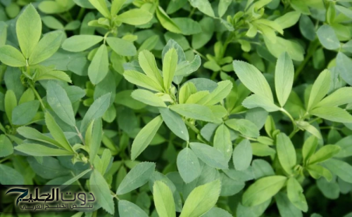 «انسى الريجيم نهائي»..مي نور الشريف تكشف عن نبتة فعّالة في كل مطبخ لإنقاص الوزن دون حمية قاسية!