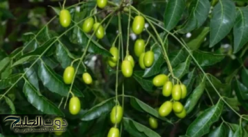 "انسي كل المسكنات!".. ملعقة واحده من هذه العشبة السحرية وستنتهي اوجاعك للأبد.. اعرفها قبل فوات الاوان!